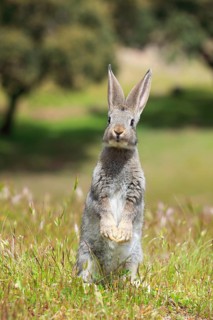 Wild rabbit
