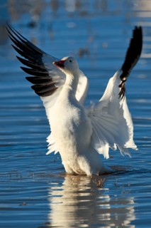 Snow goose