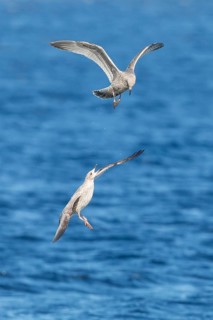 Yellow-legged gull