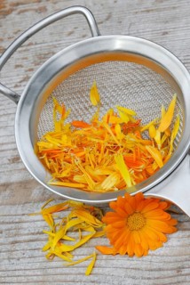 MarigoldsPetals in tea strainer