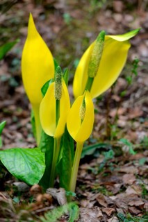 Western skunk cabbage