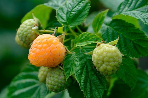 Yellow raspberry