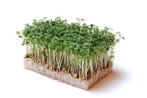 Garden cress