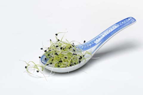 Onion sprouts in Asian spoon