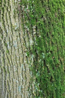 Bark of maple tree