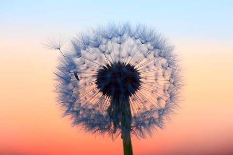 Dandelion