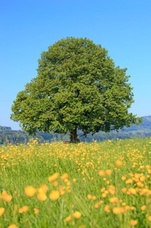 Lime tree