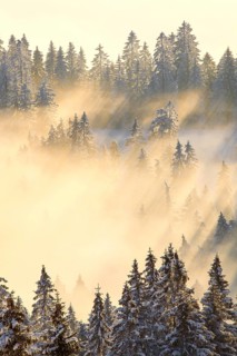Snowy fir forest