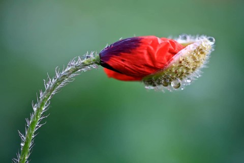 Poppy flowers