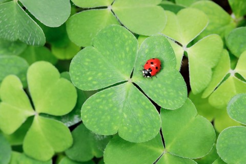 Seven-spot ladybird on clover