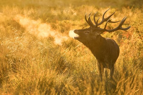 Red Deer or Hart