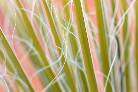 Yucca