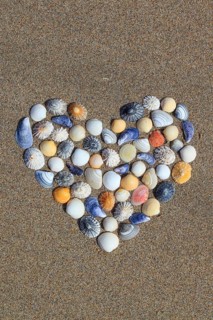 Shells form heart shape