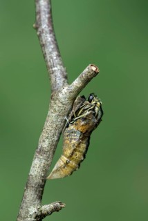 Hatching of a swallowtail butterfly