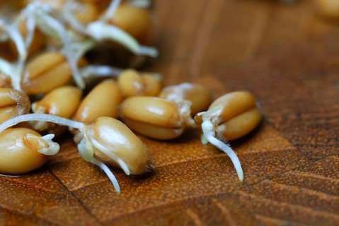 Wheatgerms