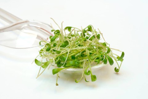 Garden cress