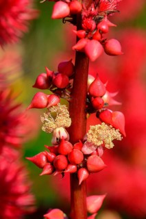 Castor oil plant /
