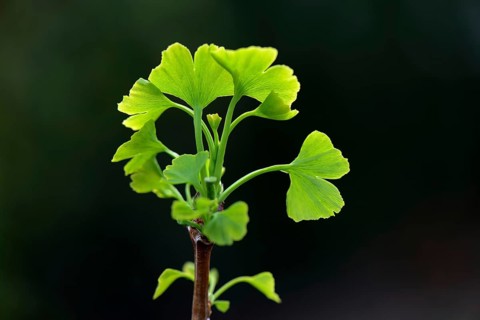 Leaf shoots of ginkgo tree