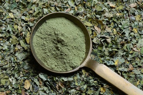 Moringa leaves and Moringa powder in scoop