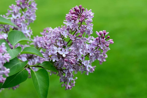 Common lilac