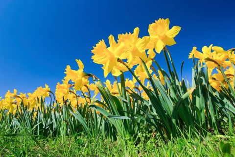 Yellow narcissus