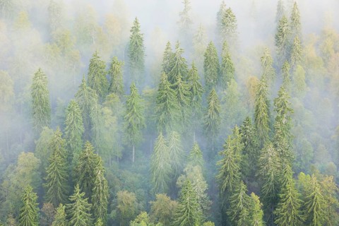 Spruce forest in the fog