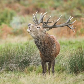 Red Deer or Hart