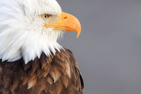 Bald eagle