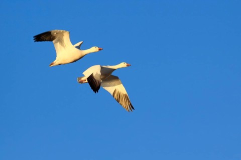 Snow goose