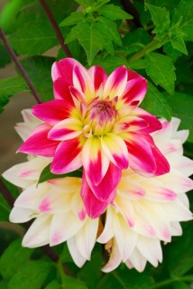 Pompon-Dahlia