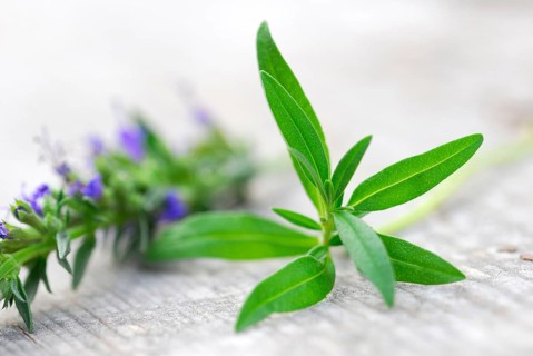 Hyssop