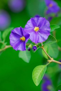 Blue Potato Bush