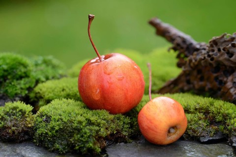 Two decorative apples in the moss