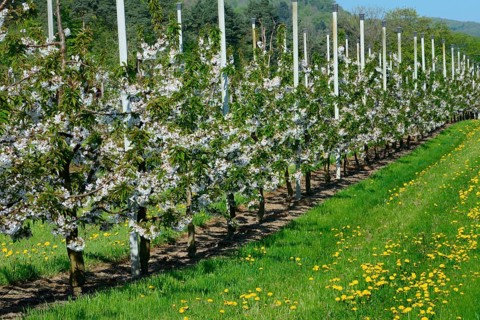 Cherry trees on trellis