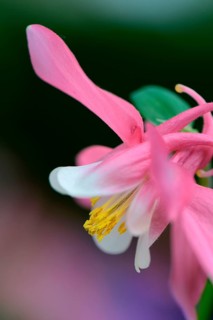 European Columbine or Granny's Nightcap