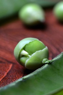 Pea germinated in pod
