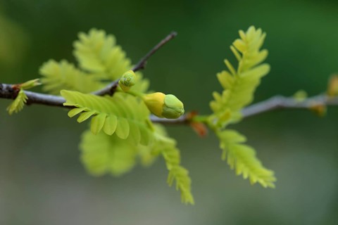 Tamarind