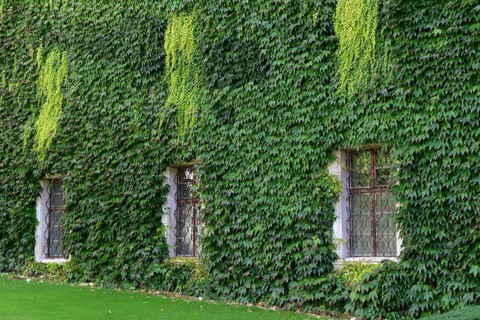 House wall with wild wine