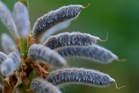 Seed stage of a lupin