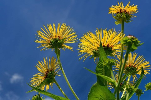 Elecampane