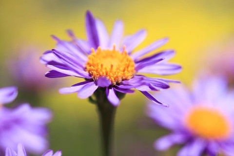 Alpine aster