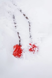 Common snowball with hoarfrost