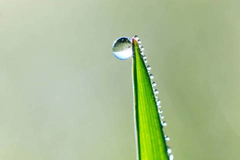 Blade of grass with dew drops