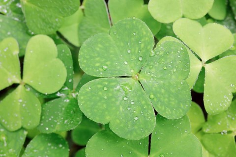 Forest clover with water drop