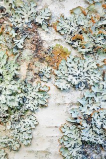 Mossy birch bark