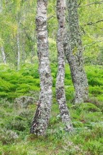 Birch forest