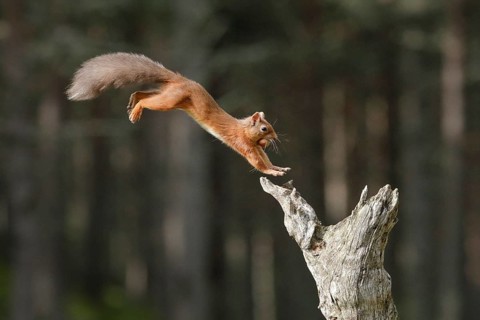 Red Squirrel