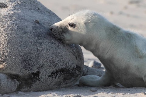 Grey seal