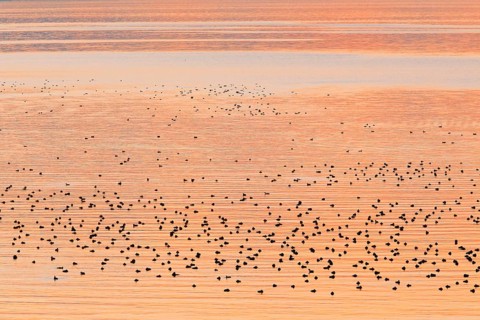 Congregation of waterfowl on Lake Zurich