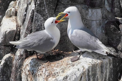 Kittiwakes